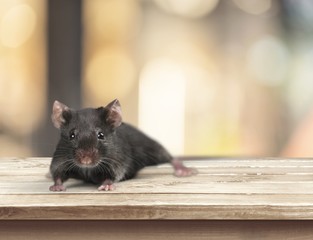 Obraz premium Black.