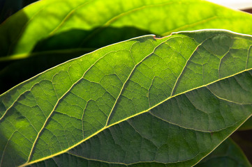 Textured green leaf with a slight defect is highlighted by the sun