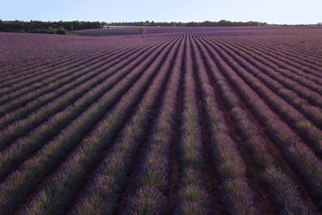 Naklejka na ściany i meble Awesome lavender field, aero photo