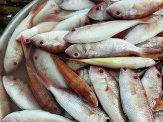 Red mullet or surmullets fish in a steel tray on a bamboo panel, Sea fishes in market, Thailand	