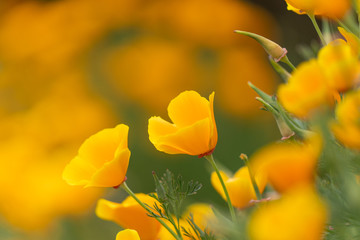 California Poppies blooming in the Spring