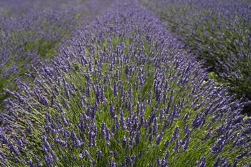 Lavender field closed up in summer travel in France, Provence