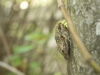 Cicada on the tree trunk , Tropical Insects of Asia on tree with natural green background