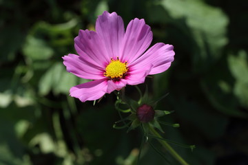 Obraz premium Cosmos flower