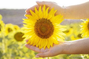 Fototapeta premium Girl is holding sunflower in her hands in summer in Provence, France