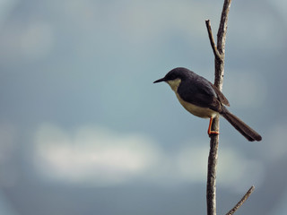 Black indian sparrow 