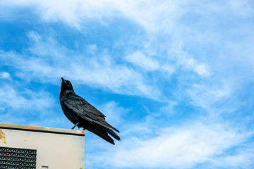 【空イメージ】留まっているカラス