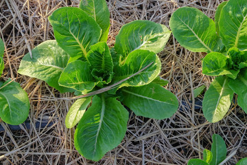 young seedlings of lettuce salad in the vegetable garden