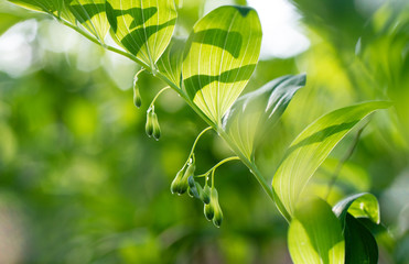 Polygonatum multiflorum fresh green spring flowers