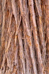 Sequoia Tree Bark