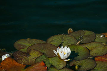 White water lily surrounded by beautiful broad leaves illuminated by the bright spring sun with copyspace for your text