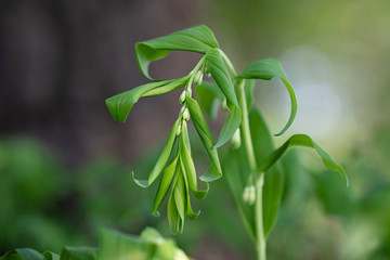 Polygonatum multiflorum fresh green spring flowers