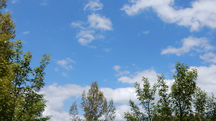 Obraz premium 若葉