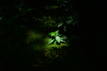 スポットライト