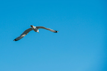 Lonely seagull flying in the spring sky against blue sky background