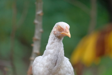 close up of a blind chicken © adipurnatama