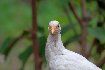 close up of a white chicken with blind eye