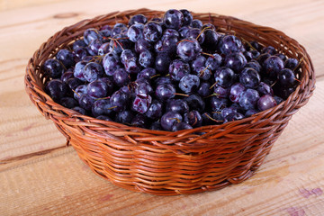 Blueberry harvest