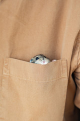 Hamster climbs out of brown pocket. 