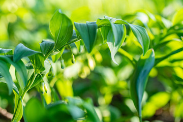 Polygonatum multiflorum fresh green spring flowers