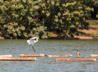 little egret in flight (egretta garzetta)