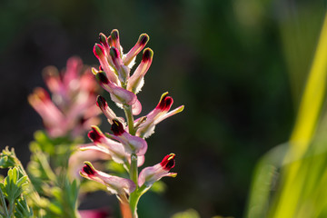 Fumaria officinalis (common fumitory, drug fumitory or earth smoke)