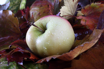 Apple on autumn leaves