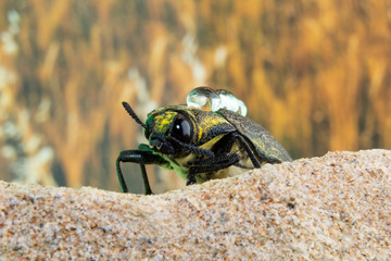 Closeup of a beetle on a rock with dew drops on its back and a colorful background