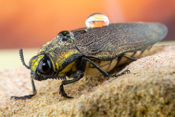Closeup of a beetle on a rock with dew drops on its back and a colorful background