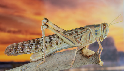 Closeup of a locust on a branch with a colorful background