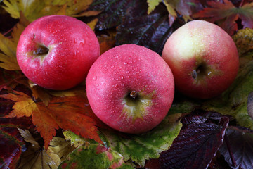 Apples on autumn leaves