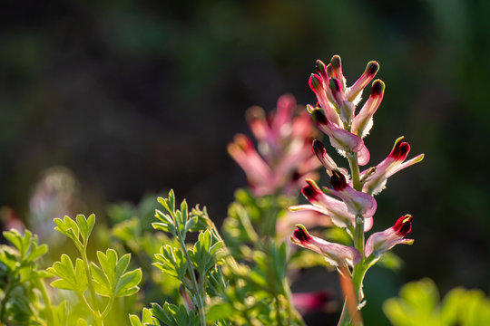 Fumaria officinalis (common fumitory, drug fumitory or earth smoke)