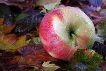 Apple on autumn leaves