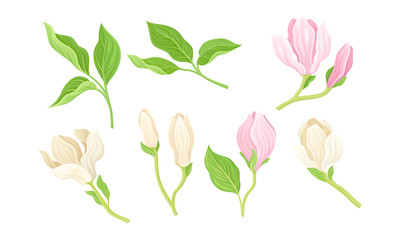 Magnolia Flower Buds on Stalk with Fibrous Leaves Vector Set