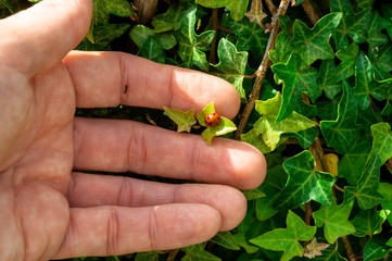 The male hand touches the leaf on which the ladybug sits, an ant runs along the finger of the hand