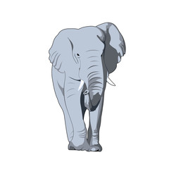 gray elephant. front view. illustration of realistic mammal. simple design element for t-shirt, banner, poster, invitation, flyer, placard. vector animal print