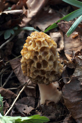 Growing morel