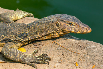 Monitor lizard (Varanus salvator) live in Lumpini park, Bangkok
