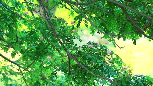 branch tree over surface and blur pond background