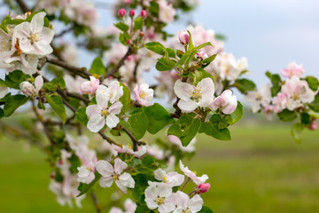 View of the flowers of an apple tree in spring.