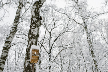 homemade wooden birdhouse on a birch in a winter forest covered with snow