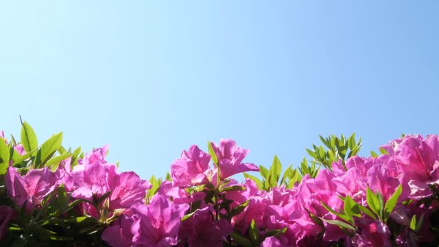 ツツジの花