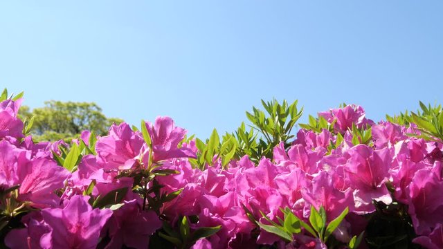 ツツジの花