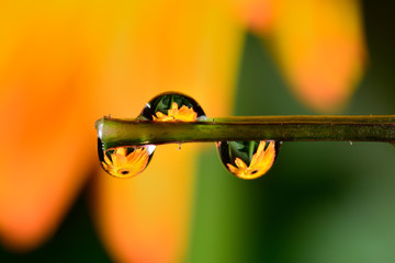 Gentle reflection on the water droplets macro photo