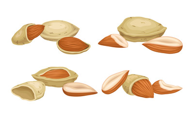 Almond Nut with Whole and Cracked Shell Vector Set