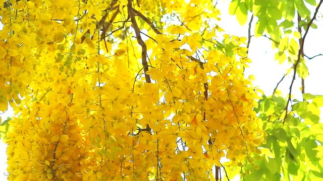 Golden shower or Cassia fistula yellow flowers is blooming