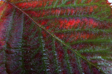 Fototapeta na wymiar Autumn blackberry leaf