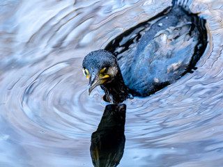 wet Japanese cormorant in Hikiji River 3