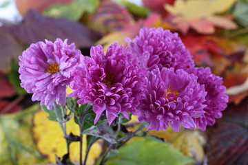 Chrysanthemums and autumn leaves