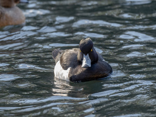 male tufted duck floating in a Japanese pond 1